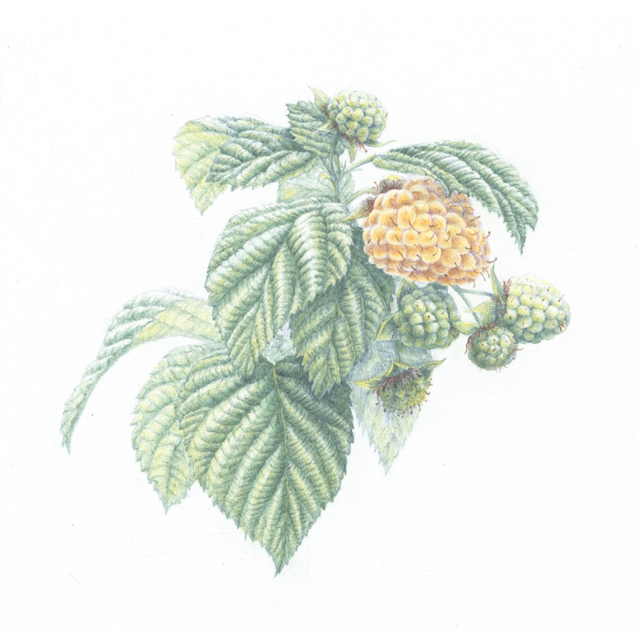 Botanisch tekenen: zomerfruit Botanisch Tekenen Zomerfruit 4