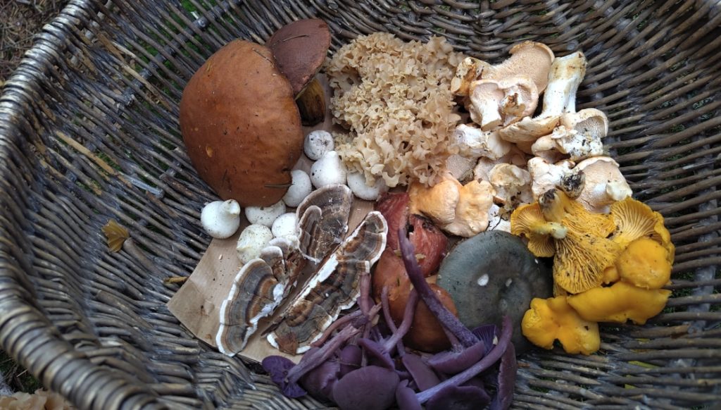 Eetbare paddenstoelen zoeken in het Gooise bos in Hilversum