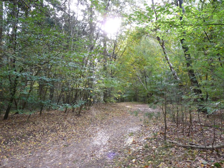 Natuurmandala maken — Natuur in Hilversum